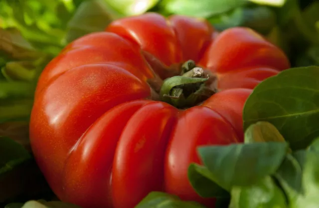 20 Samen Tomate Ochsenherz Tomatensamen Fleischtomate Tomaten Coeur De Boeuf 2