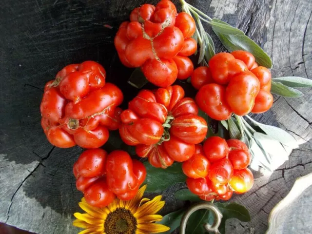 Solanum lycopersicum - Muy raro - Tomate de huevos de serpiente - 10 Semillas