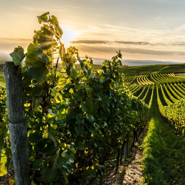 4 Nächte Wanderurlaub Bad Dürkheim | Voucher 2P + Frühstück + Wellness Pfalz