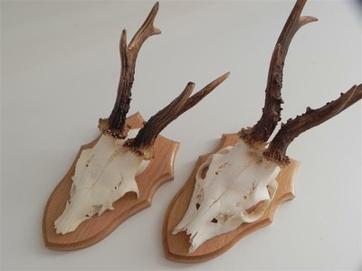 5x Trophäenschilder in EICHE HELL Gehornbrettchen Reh Schilder für Jagdtrophäen 