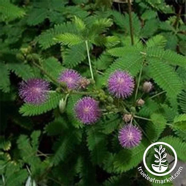 Mimosa Tree Seeds