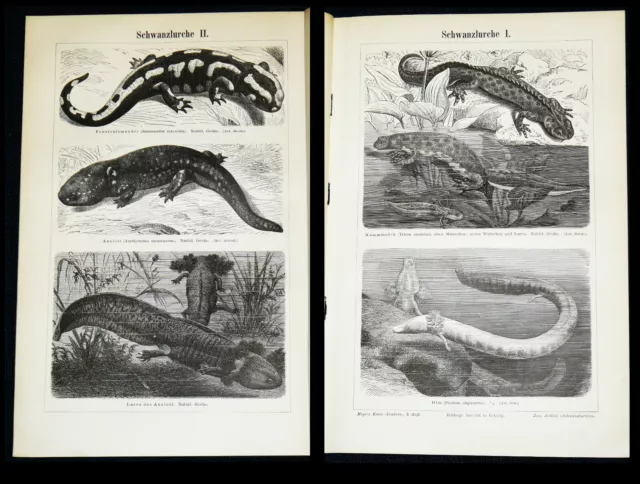 SCHWANZLURCHE Salamander Olm Kammolch Axolotl - Lithographie von 1897 – 124 Jahr