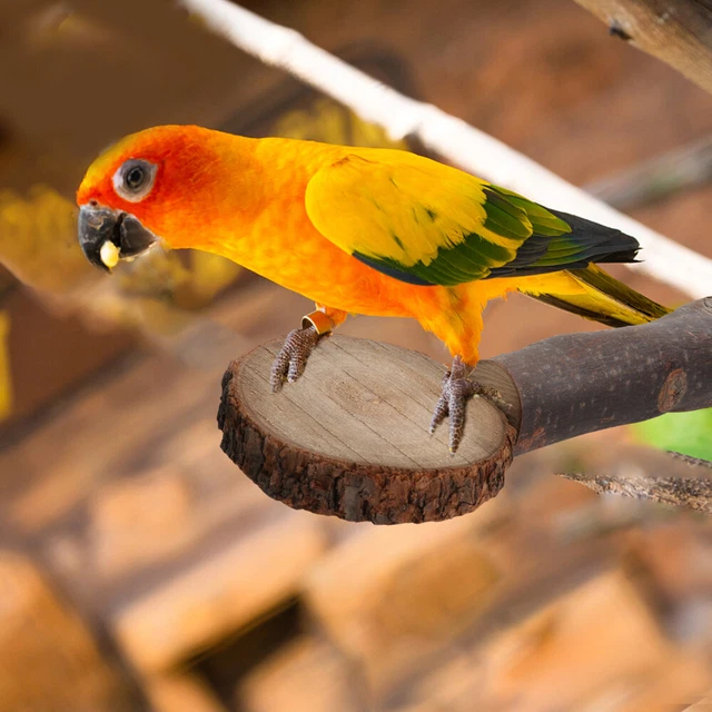 1PC Biss Spielzeug Vogel Molaren Spielzeug Vogelkäfig Steht 10