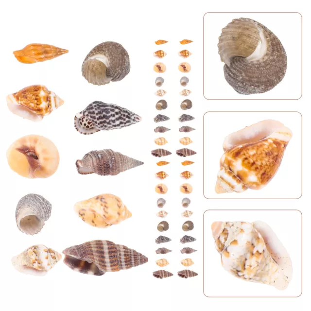 Shell Miniature Seashell Conch Charms Fish Tank Aquarium Ornaments