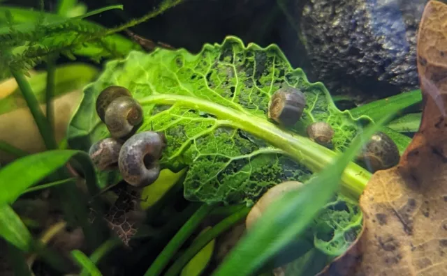 6 Rare Blue Ramshorn Snails - Aquarium Snails, Algae Eater, 🐌 Clean Up Crew!