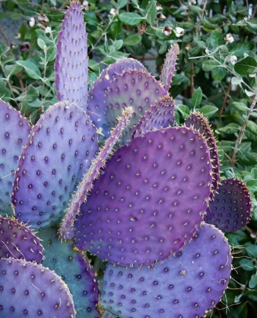 Semillas de Opuntia Santa Rita - Crea un Oasis de Belleza  - 25 Semillas Frescas