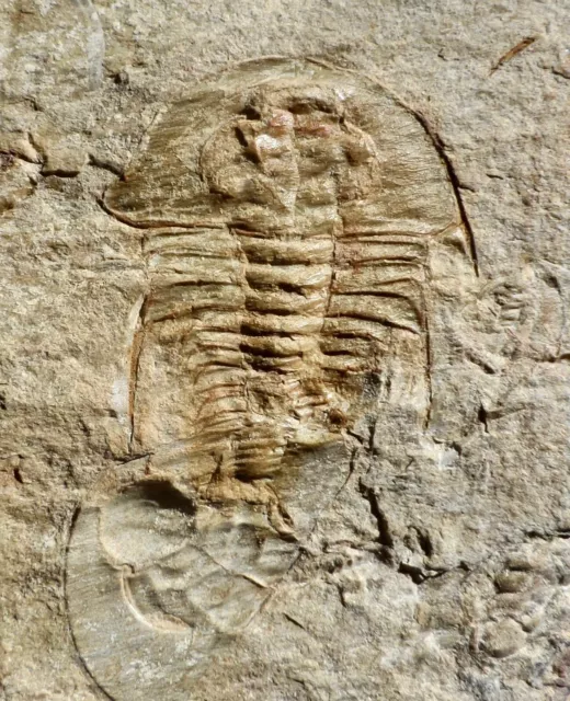 Trilobite Cambrien Des Usa , Olenellus