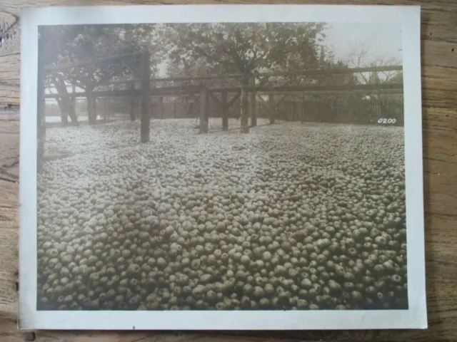 Großes Foto um 1917 - Obst - Äpfel - Ernte - Frankreich? - ca. 30x24 cm