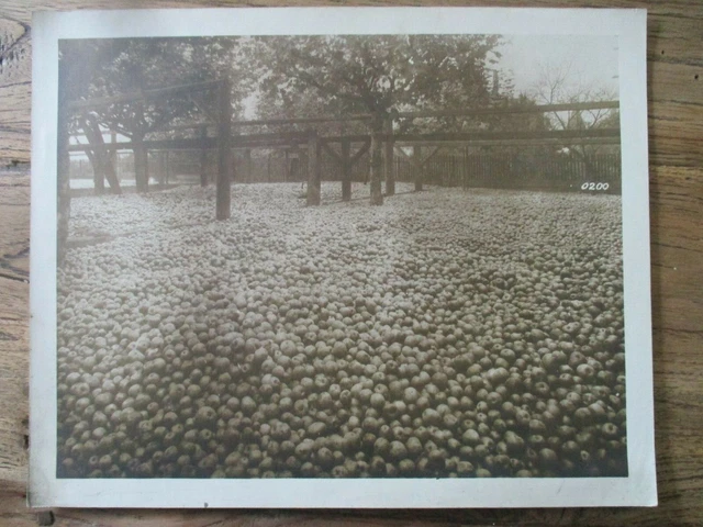 Großes Foto um 1917 - Obst - Äpfel - Ernte - Frankreich? - ca. 30x24 cm