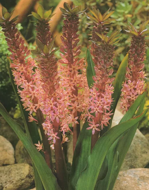 3 gigli ananas Eucomis comosa (3 bulbi) bulbi da fiore giglio