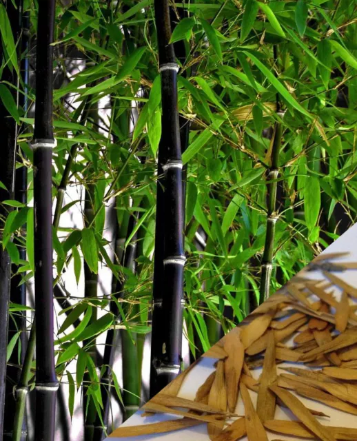 Black asper bamboo (Dendrocalamus asper) 100 seeds