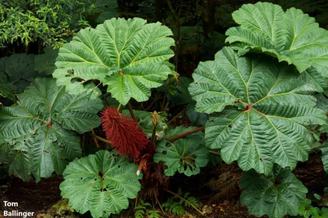 Gunnera Insignis - Parasol du pauvre - Feuilles géantes - Plante de jardin...