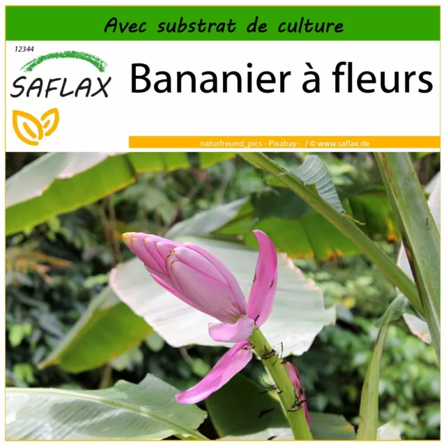 SAFLAX  - Bananier à fleurs - 8 graines - Avec substrat - Musa