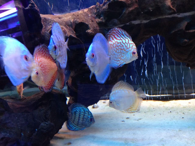 4 X DISCUS Mix Tropical Fish Beautiful Discusmodo Colour Pigeon Red ...