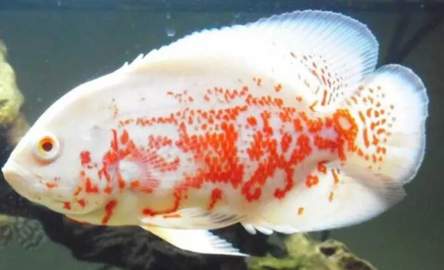 Live Albino Tiger Oscar Cichlid for fish tank aquarium 3