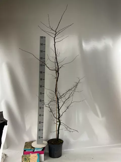 25 Hainbuchen 170-200cm im 5L Topf Hecke Heckenpflanze Carpinus betulus XXL