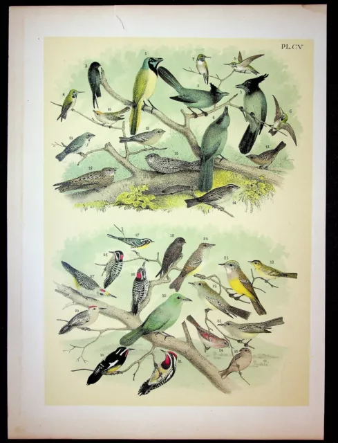 Birds North America Jasper Studer Original 1881 Print Plate CV Green Jay