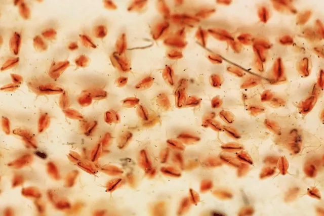 100+ Moina LIVE Feeder For Small Fish ｜ Betta Fish ｜ Killfish ｜Guppy Live food