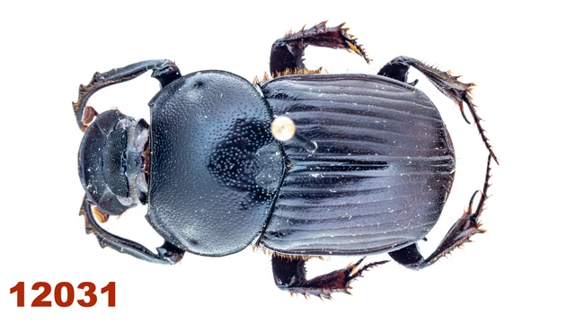 Scarabaeidae: Onitis inversidens  A1, 21 mm, Pinned, 1 pc