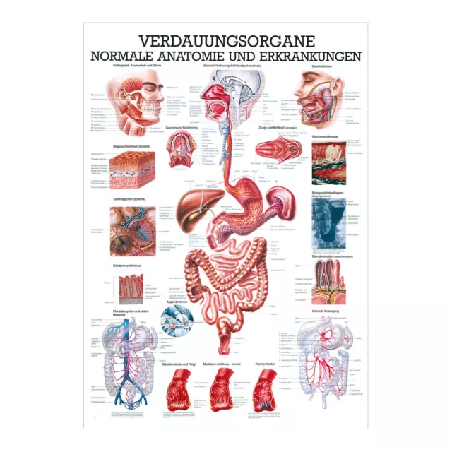 Verdauungsorgane Mini-Poster Anatomie 34x24 cm medizinische Lehrmittel