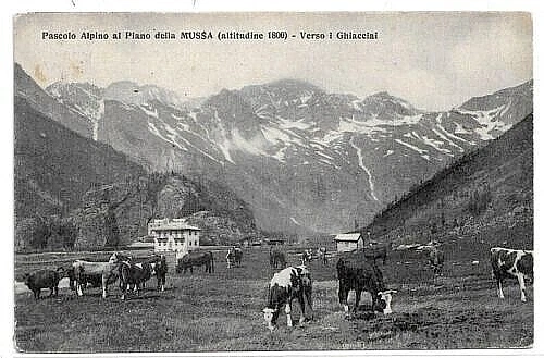 CARTOLINE DI TORINO ,PASCOLO ALPINO - AL PIANO DELLA MUSSA viaggiata 1927