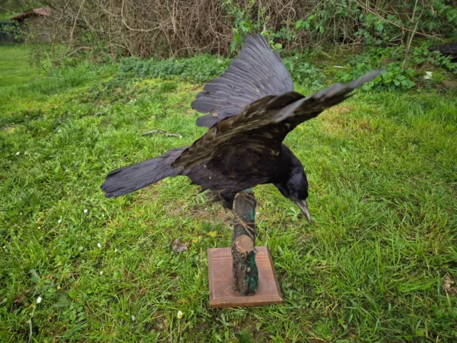 Tierpräparat Krähe Rabenkrähe im Anflug