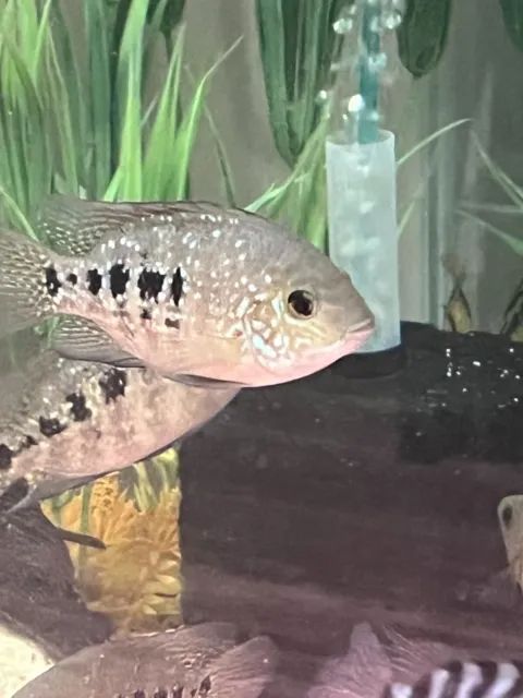 **HOLIDAY SALE** RED TEXAS Cichlids Unsexed Juveniles 2-3"