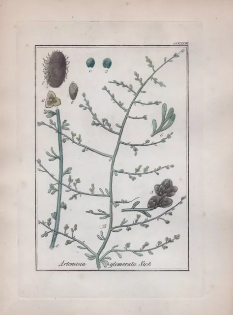 1850 Artemisia glomerata Kräuter Heilkräuter herbs Kupferstich engraving