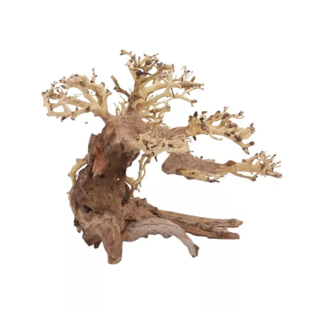 L Bonsaï Arbre Nr.11355 Racine Bois Aquarium Déco Aquascaping Nature Oriental