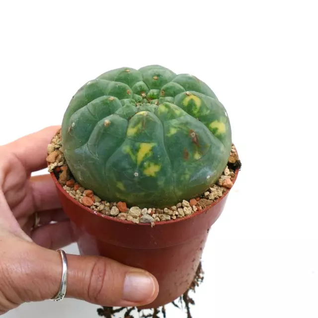 Matucana madisoniorum VARIEGATED VARIEGATA