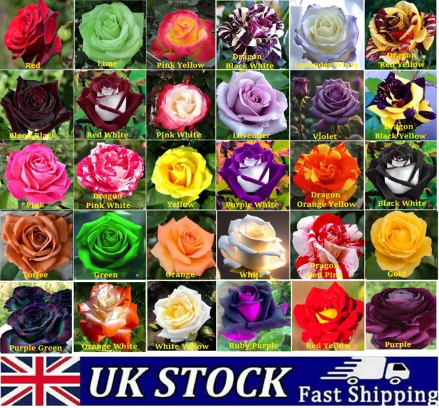 Rose Seeds Multi Coloured Rose Flower Seeds Home Garden Plant, UK