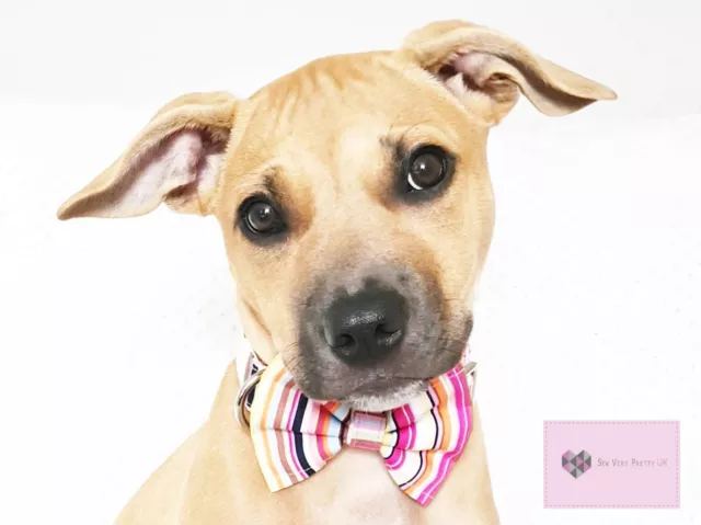 Pink stripe dog bow tie/dickie bow