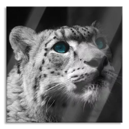 Léopard des Neiges Yeux Photo Carré En Verre Véritable, avec Support Mural