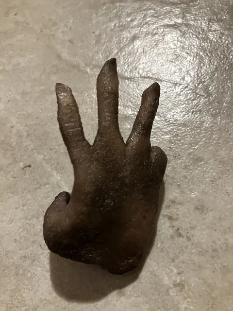 “Cursed” Monkey's Paw / Monkey Hand Prop Replica Hand-Made novelty 3 Wishes Claw