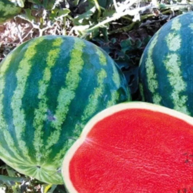 Watermelon Seeds - Crimson Sweet - Sweet Melon - Gmo Free -10 Seeds