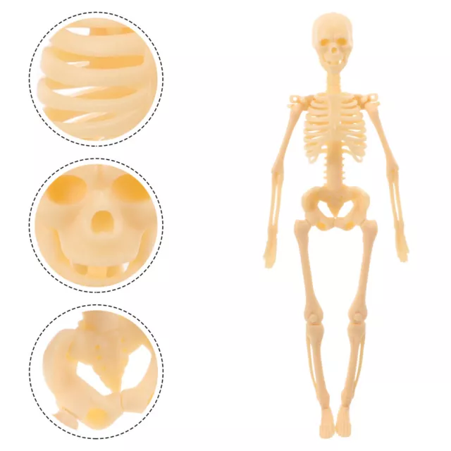 Skelettmodell menschliches Körpermodell anatomische Skelett -Aktionsfigur