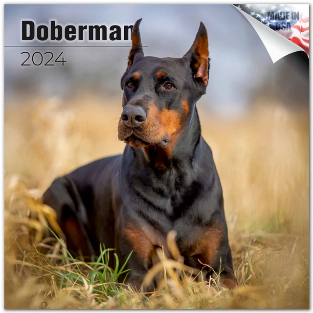 DOBERMAN PREMIUM WALL Calendar 2024 Made in the USA! 16.99 PicClick