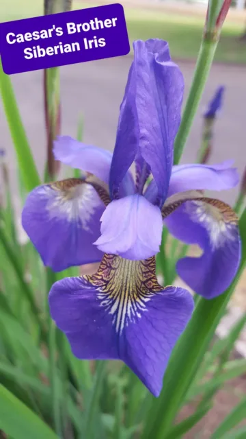 Gorgeous And Hardy Siberian Iris "Caesar's Brother Iris Seeds, 200+ Seeds