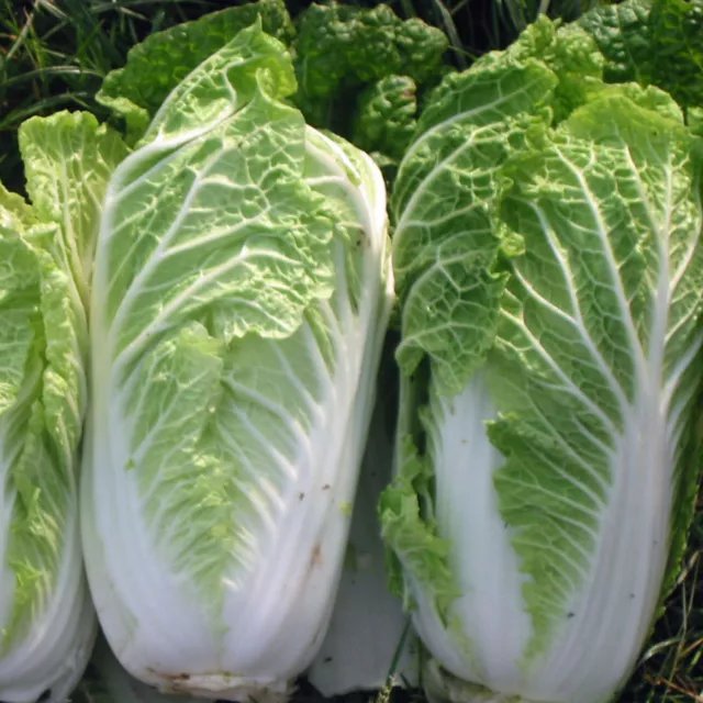Chinese Cabbage Wong Bok  5 Gram ~  1616  Finest Seeds 3