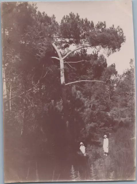 France, Saint-Brevin-les-Pins, Bois des Rochelets Vintage albumen print Tirage