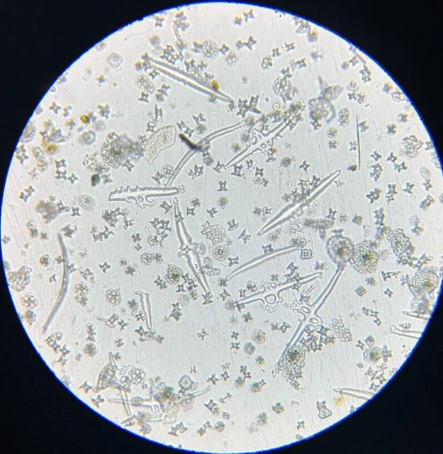 J.D. Moller Microscope Slide Sea Cucumber Stichopus Herrmannii S. Samoa