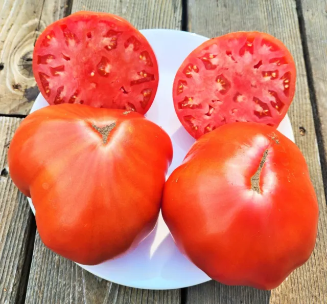 Siberian kilogram (Sibirskij kilogramm) tomato, 15+ seeds, COMBINED SHIPPING