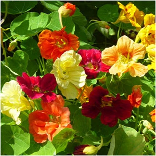 Seed Needs 350+ Nasturtium Seeds for Planting - Jewel Mixture Tropaeolum nanu