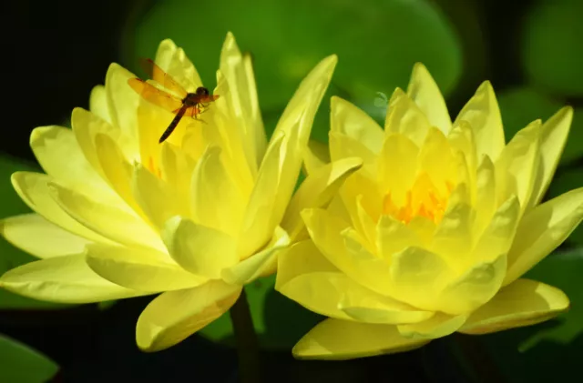 Nymphaea Rustica - Bianca - Pygmaea Alba - Azienda Agricola Tesi Fabio - Foto 14