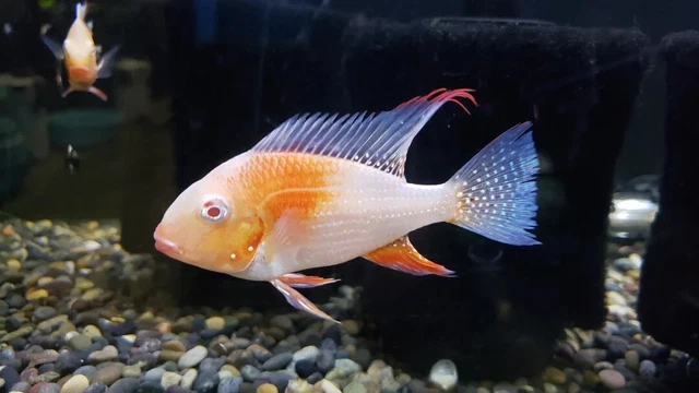 1 Pair Live Juvenile Albino Thread Fin Acara Live Tropical Freshwater Fish A++