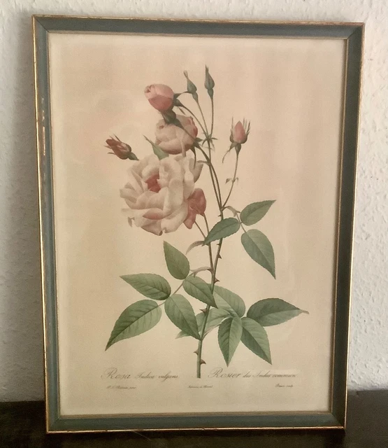 Belle gravure de roses de Redouté : rosier des Indes