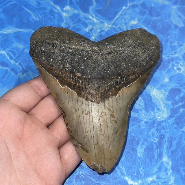 Megalodon Shark Tooth 5.22” Huge Teeth Big Meg Scuba Diver Direct Fossil Nc 8132