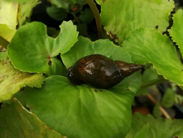 8 x Great Pond Snails - Lymnaea stagnalis. Algae control