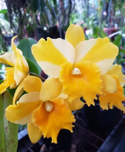 Orchid Orchidee Cattleya (Rth.) Nell Hammer (43 Pr)