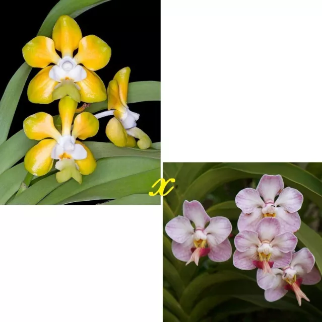 Orchid Orchidee Vanda denisoniana x Vanda foetida  (5 L)